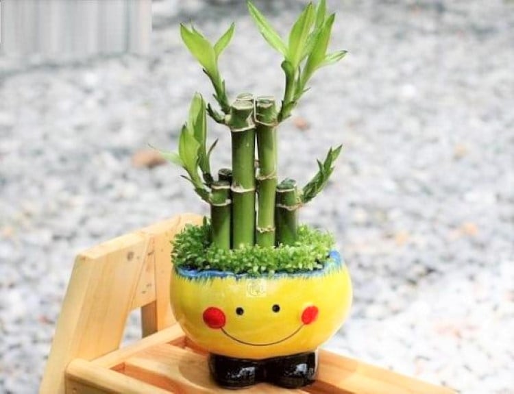 Nếu người tuổi Tuất trồng và đặt cây trúc phát tài trong nhà thì gia đình êm ấm, hạnh phúc, công việc thăng tiến.