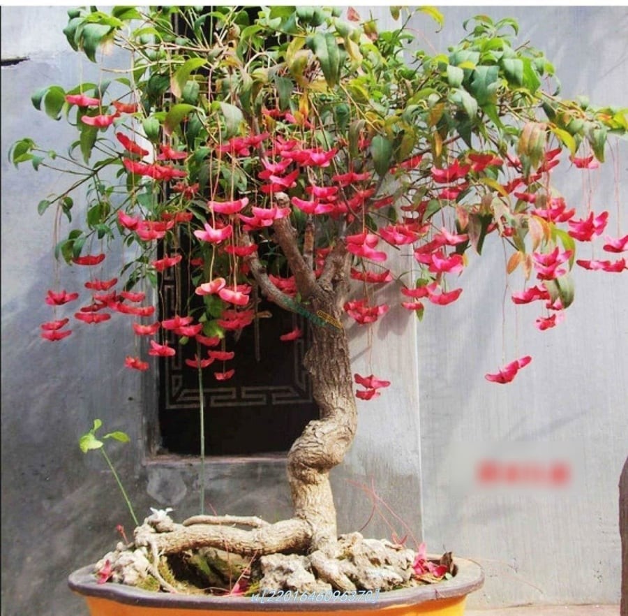 014516buom-vang-cay-canh-15-0144