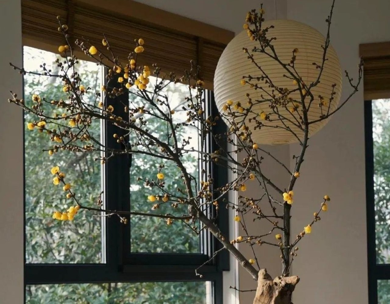 Cây hoa mận vàng giống như một yêu tinh vào mùa đông và nở hoa giữa băng tuyết một cách kiêu hãnh, mùa đông ngọt ngào tượng trưng cho niềm hy vọng.