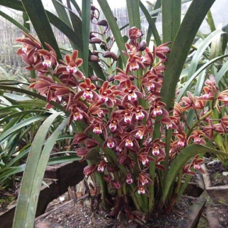 Lan mặc xuân  tượng trưng cho sự may mắn, tài lộc và thịnh vượng