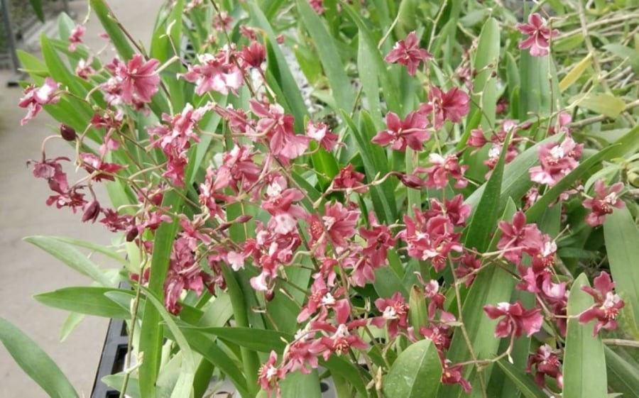 Mỗi chùm hoa có thể cho ra hàng trăm bông nhỏ li ti, tạo nên một bức tranh tuyệt đẹp.