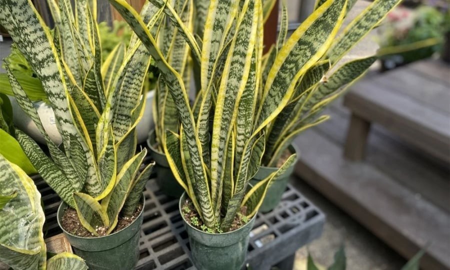 Cây Lưỡi Hổ – Biểu tượng hút tài, xua tà nhưng phải đặt đúng chỗ

