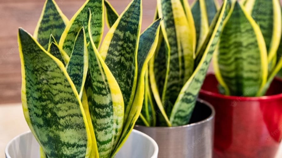 Tuyệt đối tránh đặt cây Lưỡi Hổ trong nhà vệ sinh – tài khí bị cuốn trôi

