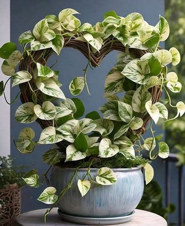 Trầu bà có độc tố nên cần cảnh giác khi có trẻ nhỏ