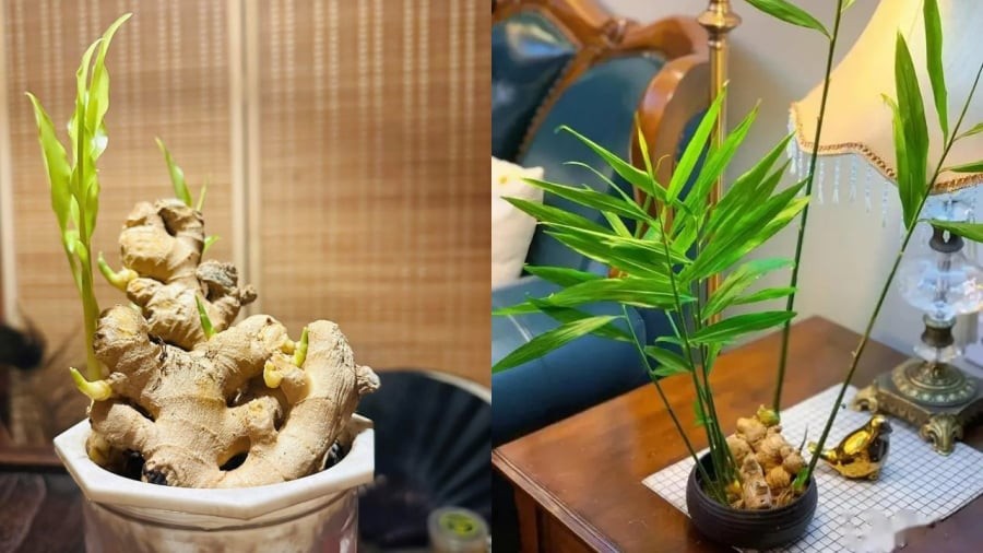 Cách trồng gừng phong thủy không khó.