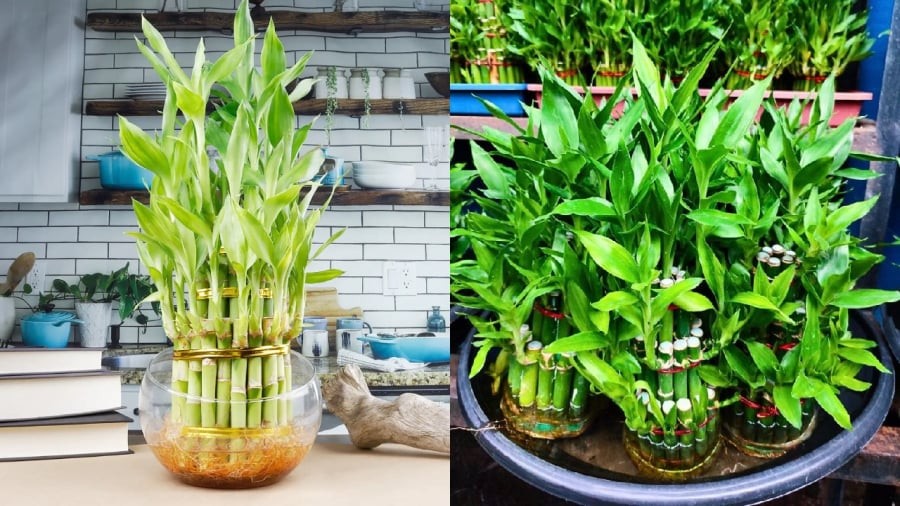 Cây trúc phát tài có ý nghĩa tốt trong phong thủy, có thể đặt lên bàn thờ để cầu may mắn, tài lộc.