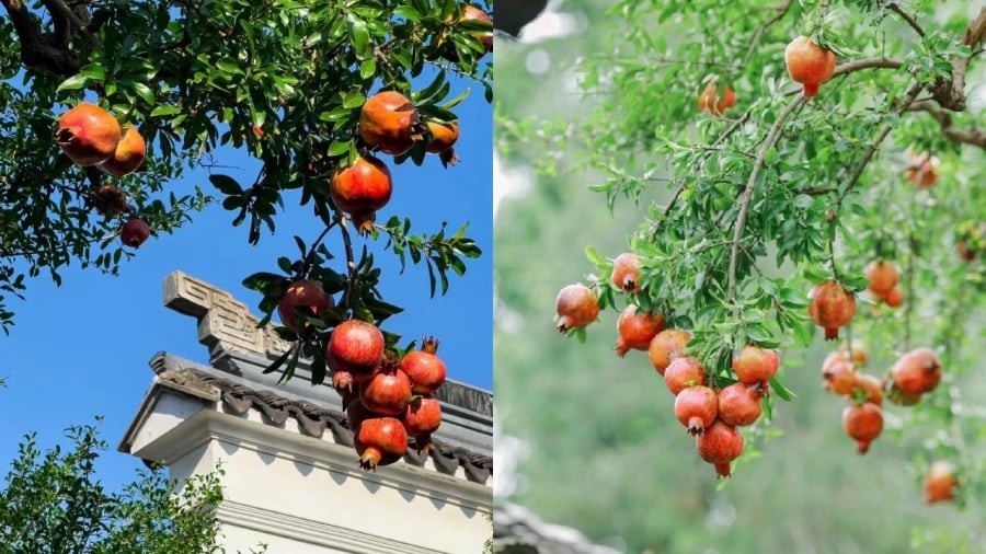 Cây lựu là một trong những cây cảnh được nhiều gia đình lựa chọn để trồng trong sân vườn.