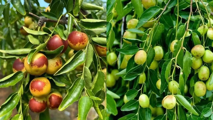 Theo niệm của người Á Đông, cây táo tàu đại diện cho sự ngọt ngào, sung túc. 