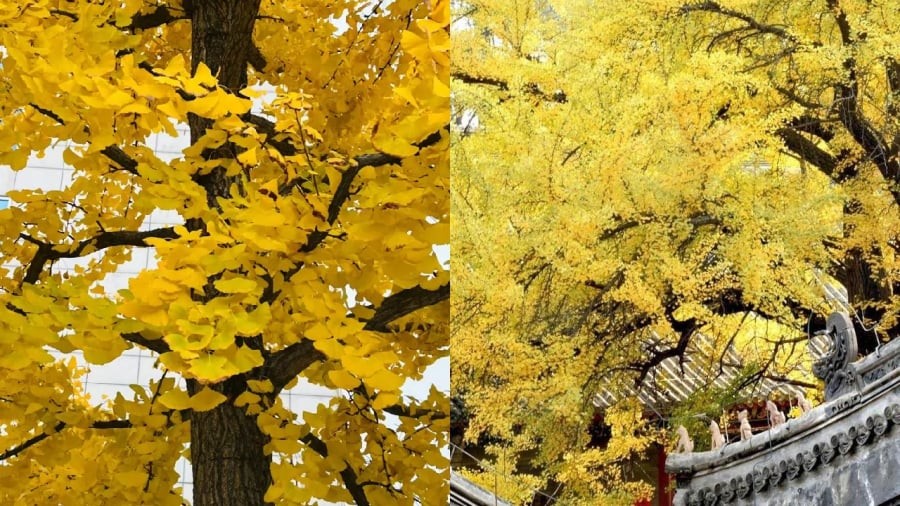 Trong văn hóa Á Đông, cây bạch quả đại diện cho sự trường thọ, tài lộc bền vững.