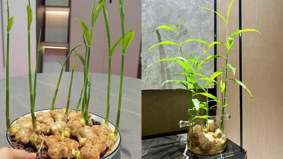 Bạn có thể trồng gừng thủy sinh hoặc trồng trong đất đều được.