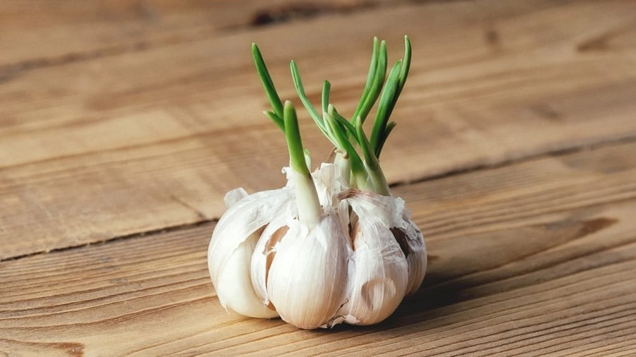Tỏi mọc mầm có thể ăn được.