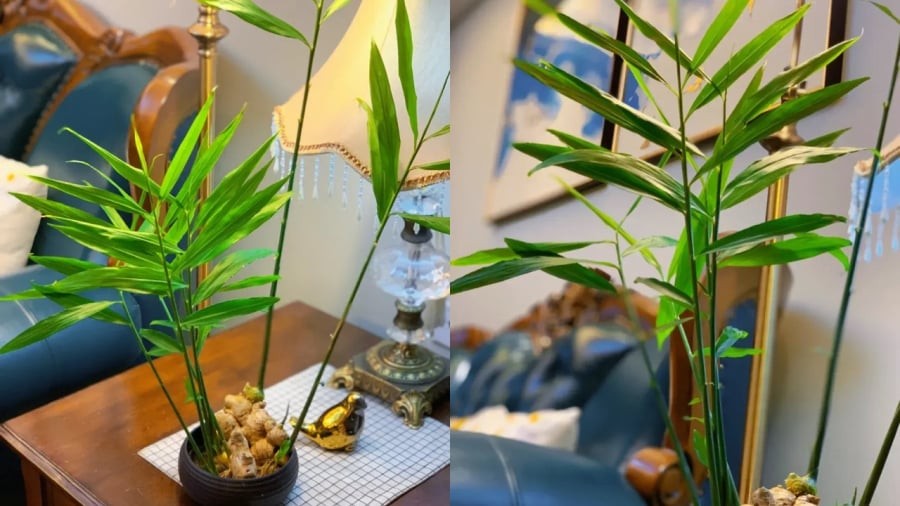 Trồng gừng phong thủy không khó.