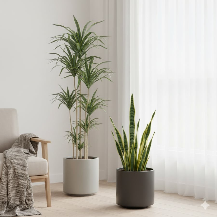 Thiết mộc lan và Lưỡi hổ làm sáng không gian, hỗ trợ hút tài lộc và trấn trạch.