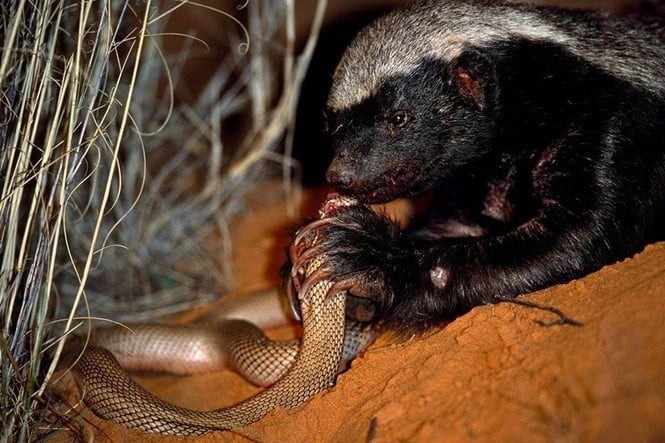 Chồn (chồn hương, chồn mướp) là sinh vật săn mồi vô cùng thông minh. 