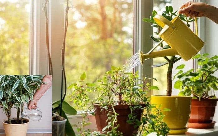 Giấm giúp cây trồng tăng sức đề kháng