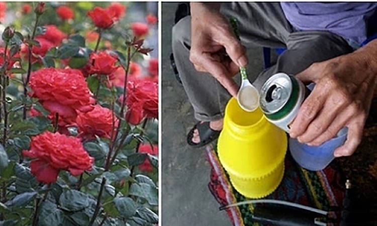 Phun bia lên tán lá sẽ bổ sung thêm đường, vitamin, axit amin và các dưỡng chất khác cho cây.