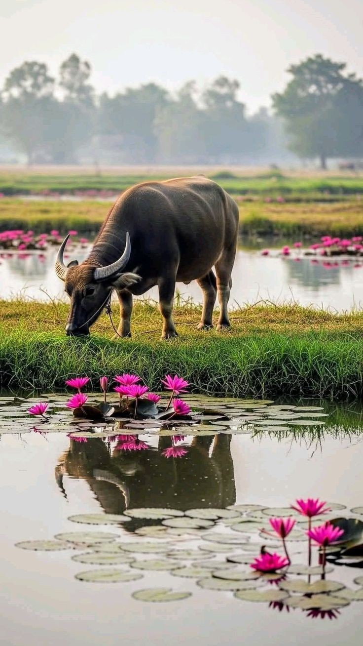 Tuổi Sửu vất vả vượt khó, hậu vận an lành