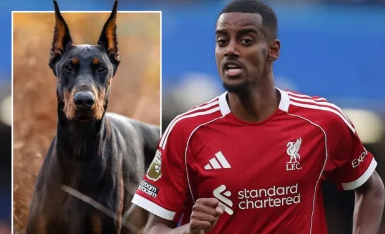 Alexander Isak vừa mua một chú chó Doberman để làm 