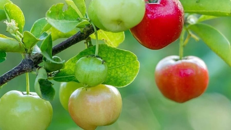 Giờ đây không khó để bắt gặp những vườn sơ ri xanh mướt, trĩu quả.