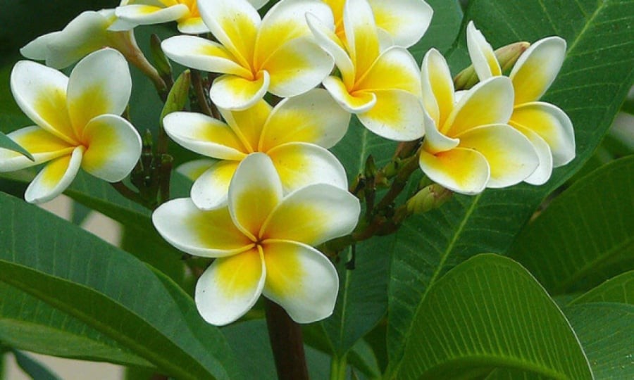 Cây đại là biểu tượng của sự linh thiêng, cao quý, mang lại sự thanh tịnh, thể hiện sự thành kính, lòng biết ơn đối với tổ tiên. (Ảnh minh họa)