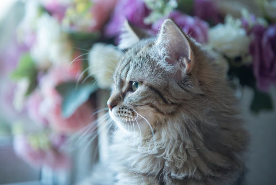 Vận trình tuần này của tuổi Mão tương đối ổn định