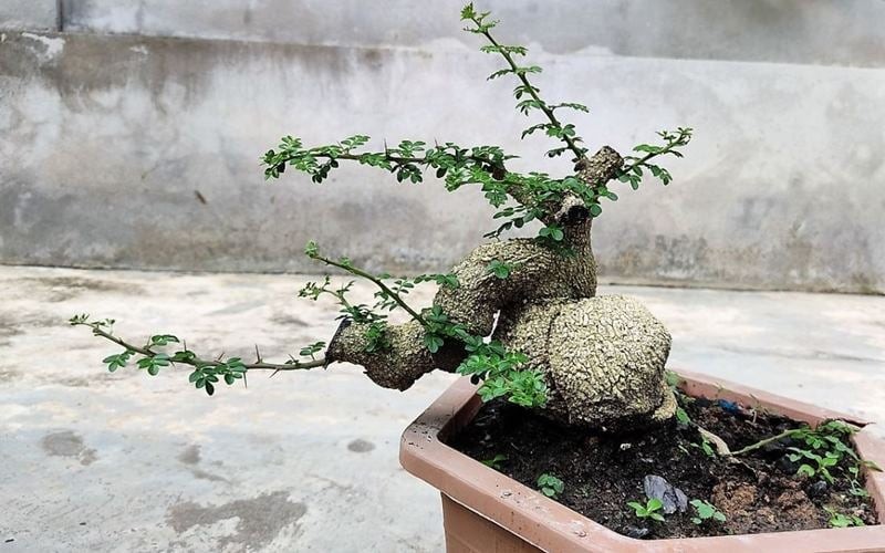 Tên gọi “cần thăng” gợi nhắc đến hai chữ “cần cù” và “thăng tiến”, biểu trưng cho sự bền bỉ, vượt qua thử thách và hướng tới thành công