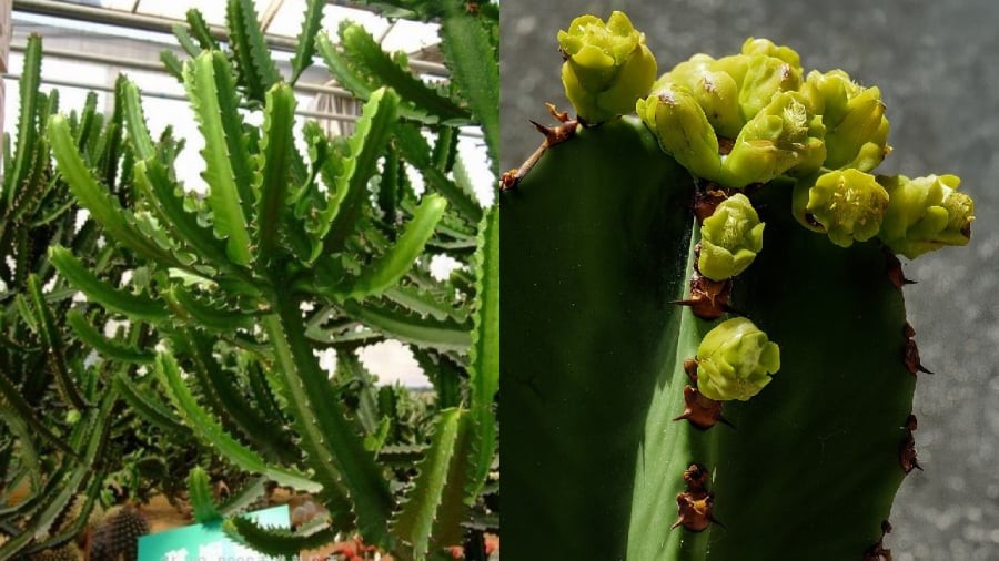 Cây xương rồng ba cạnh có chứa độc, không nên trồng trong nhà.