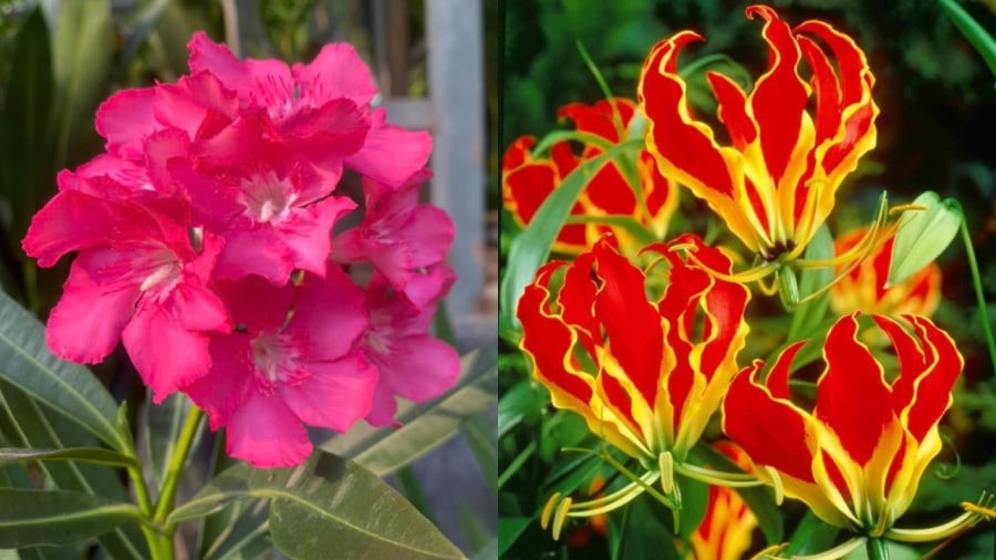 Hoa trúc đào (bên trái) và hoa ly lửa đều có chứa chất độc có thể gây nguy hiểm đến tính mạng nên con người ăn phải.