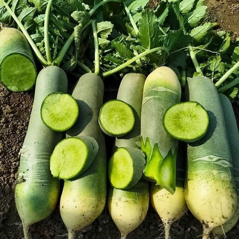 Củ cải xanh nhiều chất dinh dưỡng tốt cho sức khỏe. Ảnh minh họa