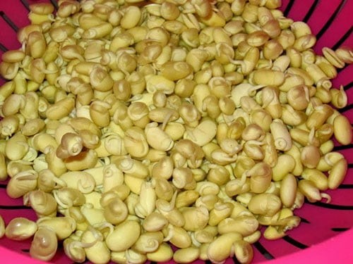 Hạt đậu tương đã nhú mầm