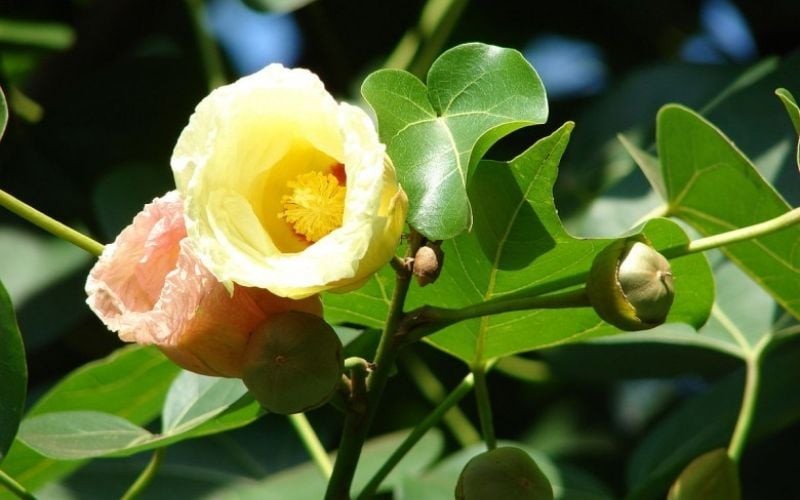 Hoa Bồ Đề dùng để chỉ sự giác ngộ đột ngột, giác ngộ từ tâm và siêu việt của một người.