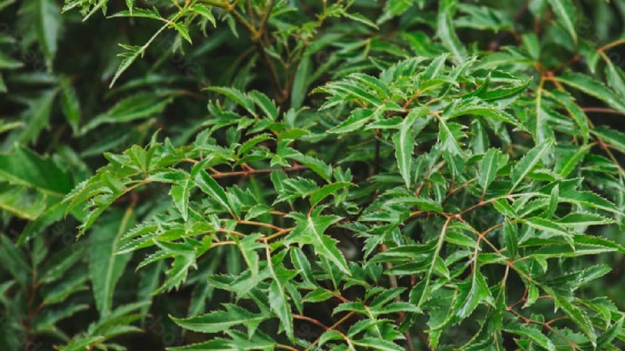 Người mệnh Hỏa, Thủy, Mộc có thể trồng cây đinh lăng để cải thiện phong thủy của căn nhà.