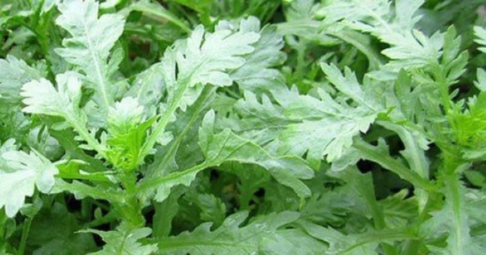 Ăn cải cúc giúp hạ huyết áp, ngăn ngừa táo bón...