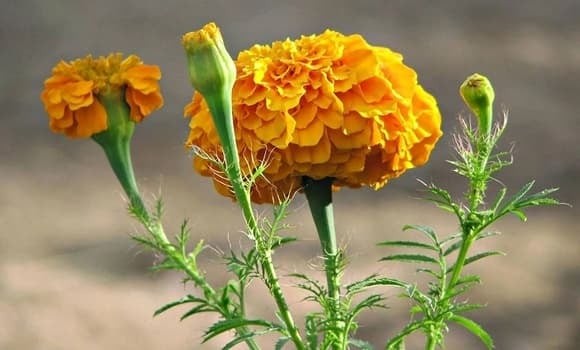 Mặc dù tên gọi “vạn thọ” nghe có vẻ may mắn, nhưng loài hoa này thường xuất hiện trong đám tang hoặc lễ cúng cô hồn.