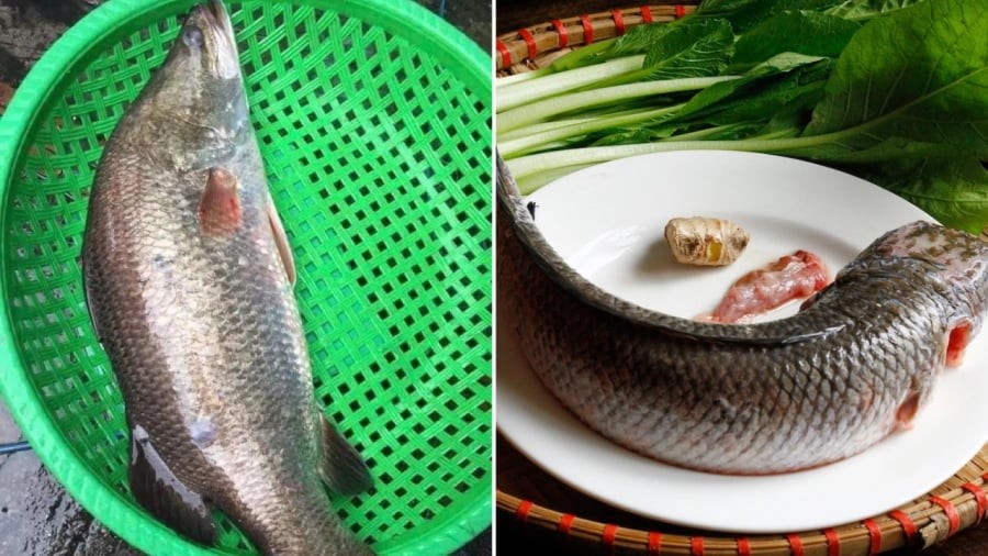 Cá vược và cá quả là những loại cá có giá trị dinh dưỡng cao.