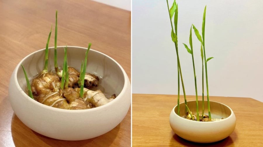 Người mệnh Thủy có thể trồng gừng thủy sinh.