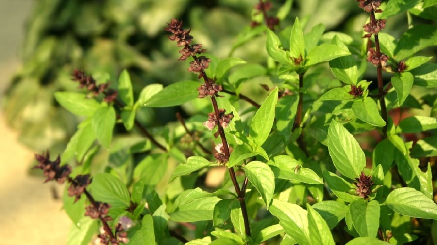 Cây húng quế có ý nghĩa phong thủy tốt đẹp.