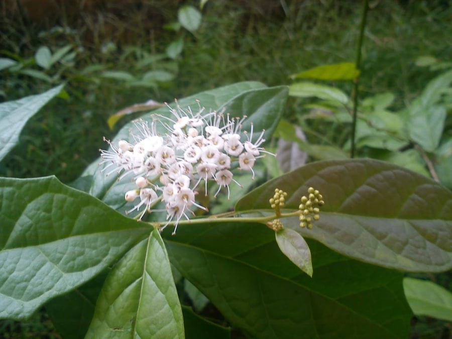 Một số trường hợp cần thận trọng khi dùng xạ đen