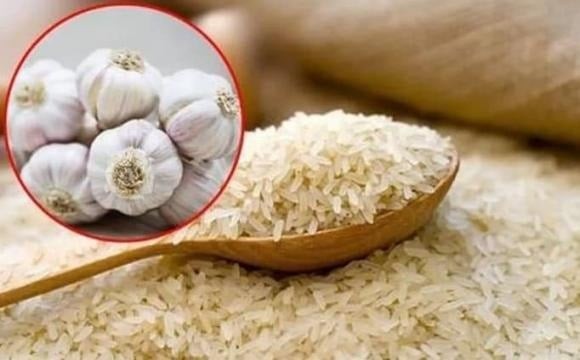 Đối với mọt gạo, ngay cả khi con người ăn phải chúng thì cũng không bị đe dọa đến sức khoẻ. 