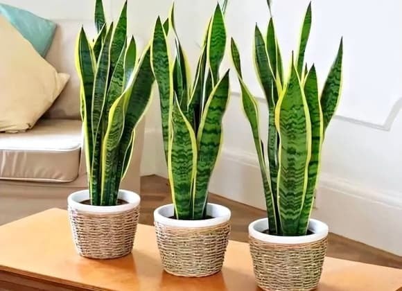 Lưỡi hổ là một trong những cây được NASA đánh giá cao nhờ khả năng hấp thụ các chất độc hại phổ biến như formaldehyde và benzene. 