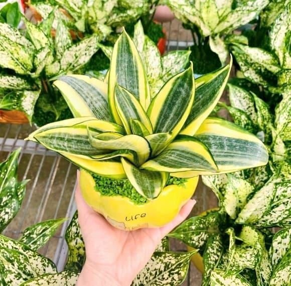 Cây lưỡi mèo được NASA đánh giá cao nhờ khả năng hấp thụ hiệu quả các hợp chất hữu cơ dễ bay hơi (VOCs) như xylene, toluene và formaldehyde – những chất thường phát ra từ sơn tường, đồ nội thất mới hay mực in. 