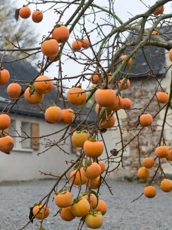 Cây hồng giòn mang ý nghĩa phúc lộc