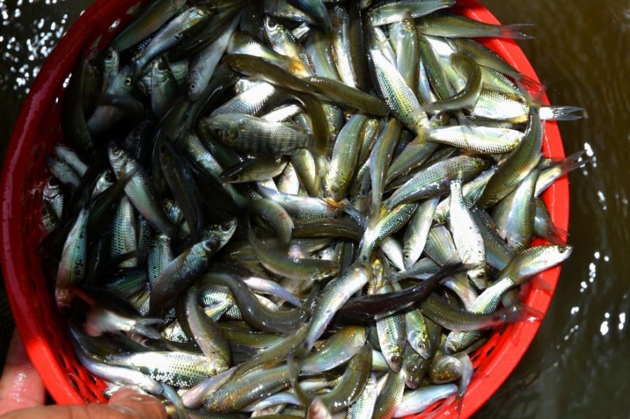 Nhiều loài cá sông cũng thuộc nhóm cực hiếm, không thể nuôi nhân tạo mà giá trị dinh dưỡng rất cao.