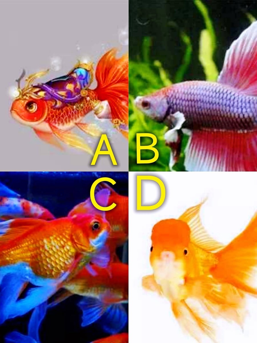 Chọn 1 con cá nhé!