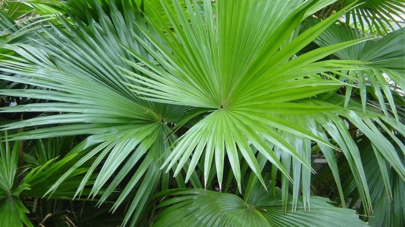 Đây là loại cây thích nghi tốt với nhiều điều kiện khí hậu, dù trồng nội thất hay ngoại thất. (Ảnh minh họa)