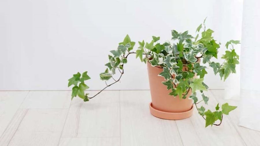 Cây thường có hoa vào đầu thu, hoa nhỏ có 5 cánh, cánh hoa chụm lại như hình chiếc ô, màu vàng nhạt, hương thơm thoang thoảng nhẹ nhàng. Sau khi cây ra hoa từ 1 – 2 tháng sẽ thành quả, quả thường xuân có màu hơi đỏ hoặc màu vàng.