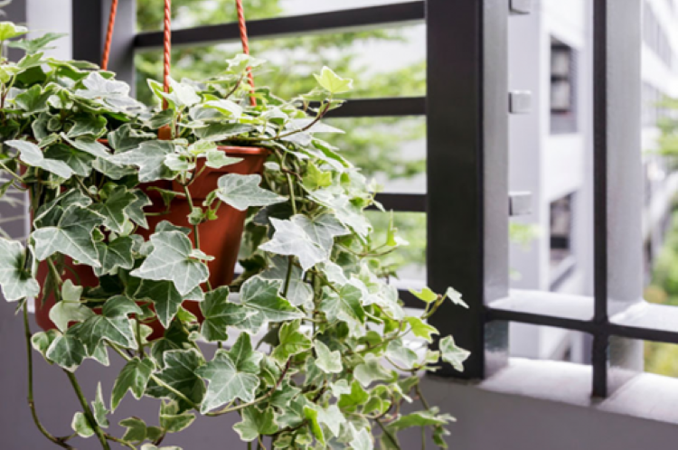 Để cây phát huy hiệu quả về mặt phong thủy, nên treo cây ở hướng Đông, Đông Bắc, Đông Nam của căn phòng.  