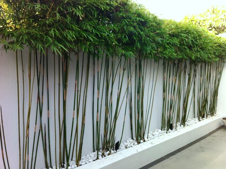 Về khía cạnh phong thủy, tre, trúc sẽ mang lại may mắn và an lành cho gia đình.