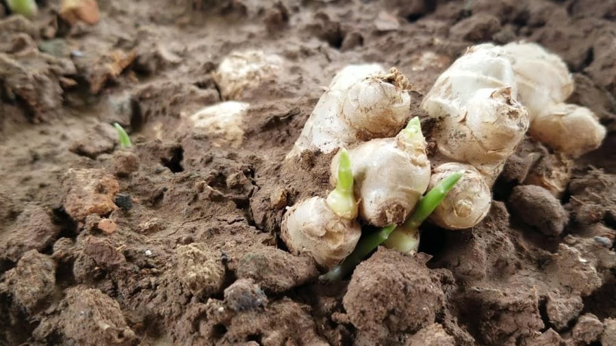 Gừng đặt trong phòng khách nên thay mỗi 2–3 ngày để đảm bảo hiệu quả.