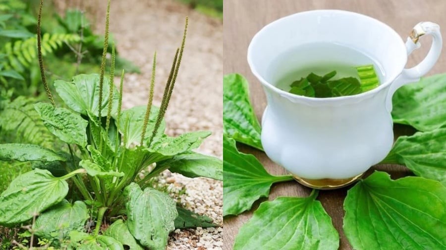 Nước lá mã đề có tác dụng thanh nhiệt, giảm viêm.